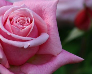 'Paul Neyron' Roses Growing Flowers Cut Flower Farm Gardening for Beginners Easy to Grow Flowers