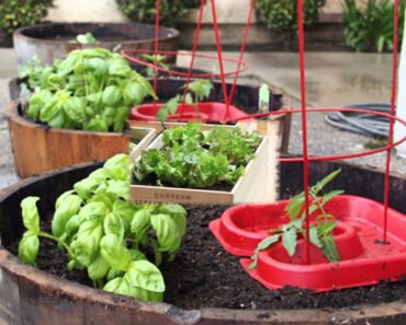 [Garden Ideas] vegetable garden apartment