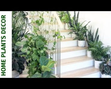 ?Beautiful Indoor Garden Ideas. ?House plant decor.?