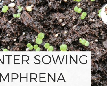 Winter Sowing Gomphrena Globe Amaranth Cut Flower Farm Organic Gardening for Beginners DIY Homestead