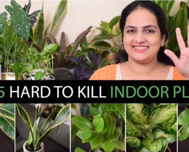 Top 5 Hard to Kill Indoor Plants | Tough Plants | Gardening for Beginners