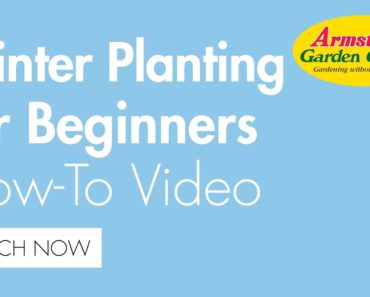 Winter Planting for Beginners – Armstrong Garden Centers