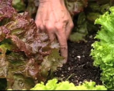 Ed Hume Vegetable Gardening – tips for growing lettuce