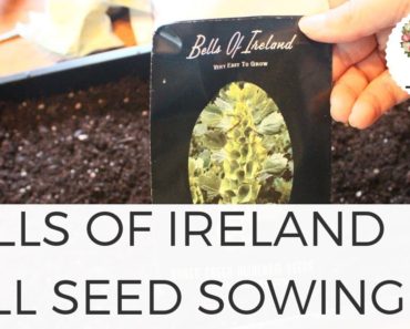 Sowing Bells of Ireland Seeds Gardening for Beginners Growing Flowers from Seed Cut Flower Farm
