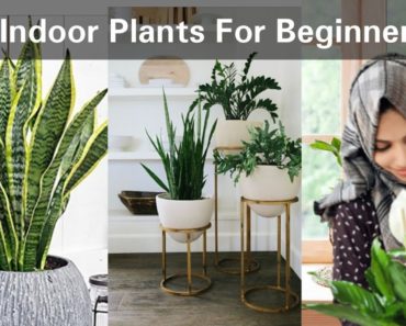 Top 6 Beginners Friendly Indoor Plants For Decoration | Indoor Gardening | Shamna Vlogz
