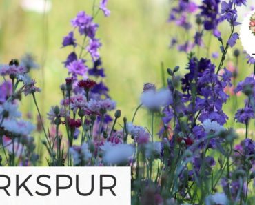 Fall Planting Growing Larkspur from Seed Cut Flower Farm Gardening for Beginners Hardy Annual Flower