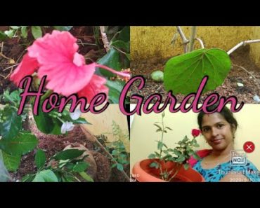 Home Garden|Home Gardening|Latest Garden Video|Home Gardening For Beginners|Making of Home Garden.