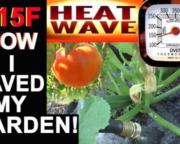 TIPS Keeping Vegetable Garden Alive in the HEAT Tomatoes Kale Squash Broccoli