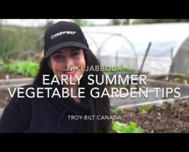 4 Early Summer Vegetable Garden Tips