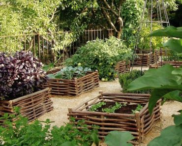 Vegetable gardening ideas arround the home
