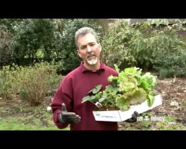 April Gardening Tips – Vegetable Garden
