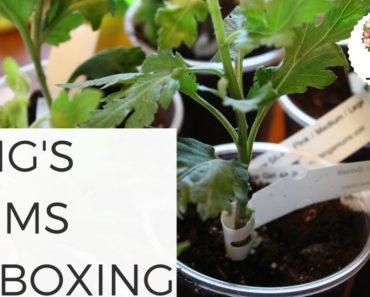King's Mums Unboxing: Growing Flowers Cut Flower Farm Gardening for Beginners Chrysanthemum Flowers