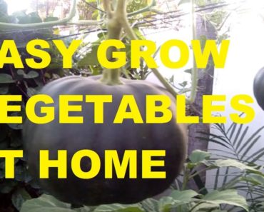 EASY TO GROW VEGETABLES AT HOME: Ideas and tips with garden harvest