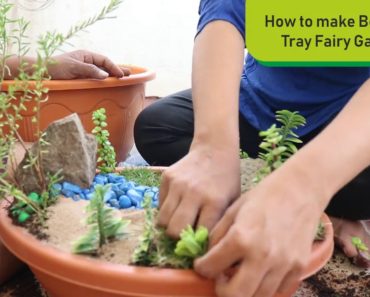 Indoor Garden Plants | Fairy Tray Garden | DIY Gardening Ideas video for Indoor Plants for beginners