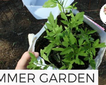 Planting the Summer Garden: Cut Flower Farm Gardening for Beginners Growing Flowers from Seed Plants