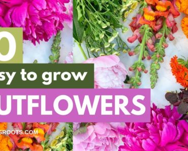 10 Easiest Cut Flowers to Grow for Beginners