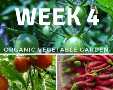 Vegetable Gardening For Beginners : Planting & Design Ideas (Week 4)