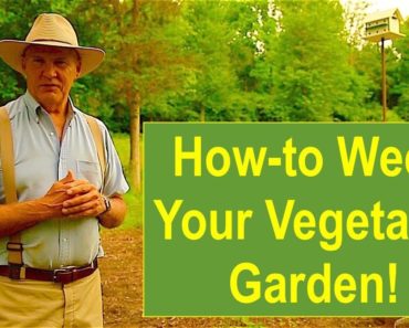 Tips and Ideas on How-to Weed Your Vegetable Garden!