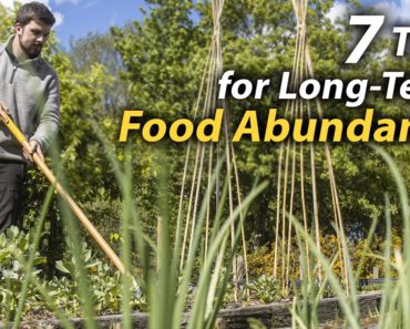 Improve Your Vegetable Garden's Food Abundance | Ideas and Skills That Make a Difference
