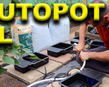 Indoor Hydroponic System – Autopot XL – Chilli Plant