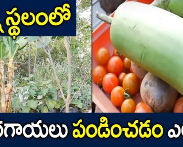 How to Make Vegetables Garden in Small Space || Terrace Gardening Ideas || SumanTV Tree