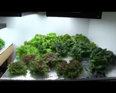 Final Update on The Hydroponic Setup