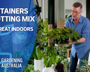 Containers & Potting Mix  | Indoor Plants And Balcony Gardens | Gardening Australia