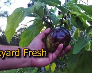 Vegetable Garden Dinner Idea – Eggplant Antipasto Preserve How to Recipe