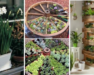10 Edible Garden Ideas