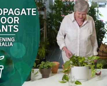 Four simple ways to propagate indoor plants | Indoor Gardens | Gardening Australia