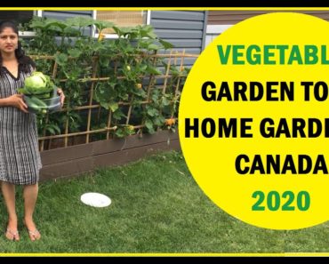 Home Vegetable Garden, Backyard Garden Idea, House Vegetables Garden, Modern Organic Gardening Ideas