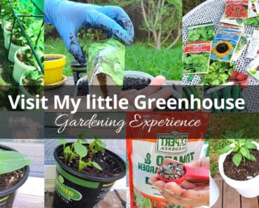 Visit My Little Greenhouse ♥ – My Gardening Experience – Gardening Tips for beginners – part 1