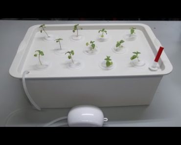 A Great Hydroponic System For Beginners: Pathonor Hydroponic System
