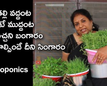 Hydroponics – At home for Beginners / Soilless Container Gardening / Go Green / Tips Official