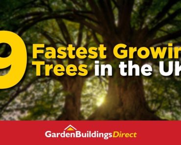 9 Fastest-Growing Trees In The UK – Gardening Tips For Beginners And Experts In The UK