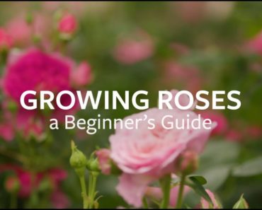 How to grow Roses | Grow at Home | Royal Horticultural Society