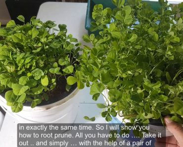 Fenugreek Root Pruning –  Methi growing tips   Hydroponic system