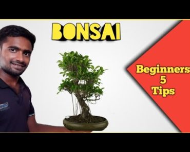 5 easy Bonsai making tips for beginners | Gardening tamil