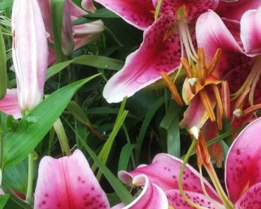 How to Use Lilies as Cut Flowers – Ornamental Cut Flower Gardening