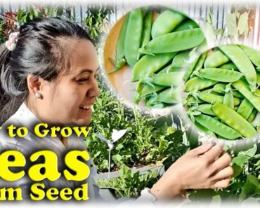 Complete Guide How to Grow Peas From Seed | Beginners Organic Vegetable Garden | Like in the UK