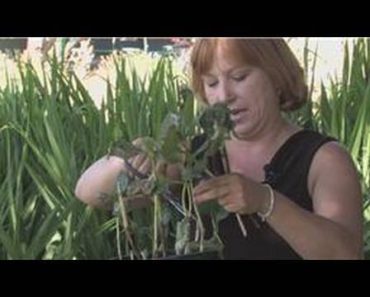 Flower Gardening : How to Care for Hydrangeas