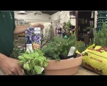 Beginners Vegetable Gardening : Herb Garden Basics