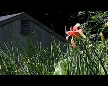 Grow a Perennial Flower Garden | HGTV Gardening