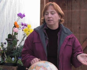 Gardening Tips & Flowers : How to Grow Cockscomb (Celosia)
