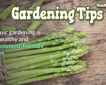 Vegetable Tips for Beginners (Spring Garden)