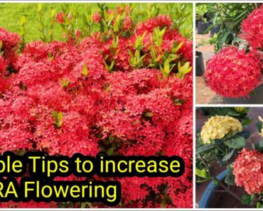 Ixora Flowering Tips | Ixora Plant care | തെച്ചി ചെടിയിൽ ഒത്തിരി പൂക്കൾ ഉണ്ടാകാൻ | vid # 101