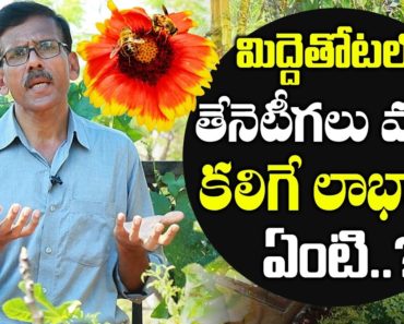 Importance of Honey bees In Flower Gardens | Bees Pollination | Garden Tips By Raghotham Reddy