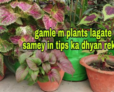 Simple tips for containers gardening for beginners( Hindi Urdu)