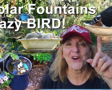 In the Vegetable Garden Tips on Making & Setting up Solar Fountains for Birds & See a Birdbath Bowl