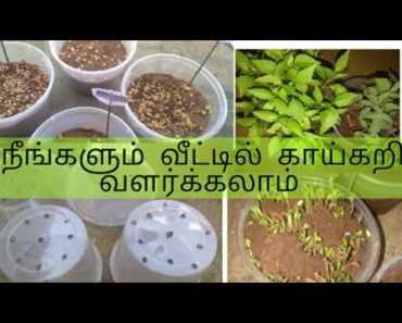 Little Garden 2.0 /part-2/ gardening tips for beginners in Tamil